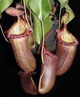 BE3748 N. robcantleyi x (sibuyanensis x ventricosa) – assorted clones