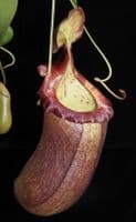 BE3748 N. robcantleyi x (sibuyanensis x ventricosa) – assorted clones