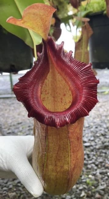 BE3748 N. robcantleyi x (sibuyanensis x ventricosa) – assorted clones