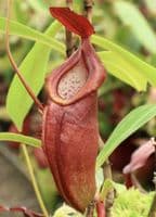 BE3751 N. spathulata x dubia - assorted clones