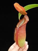 BE3751 N. spathulata x dubia - assorted clones