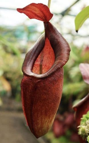 BE3751 N. spathulata x dubia - assorted clones