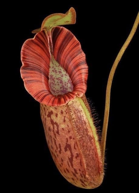 BE3754 N.robcantleyi x spectabillis