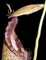 BE3755 N. hamata ‘Tambusisi’ x robcantleyi – assorted clones