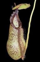 BE3755 N. hamata ‘Tambusisi’ x robcantleyi – assorted clones