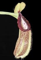 BE3755 N. hamata ‘Tambusisi’ x robcantleyi – assorted clones