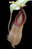 BE3755 N. hamata ‘Tambusisi’ x robcantleyi – assorted clones