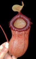 BE3757 N. ventricosa x sibuyanensis – best selected clone