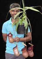 BE3757 N. ventricosa x sibuyanensis – best selected clone