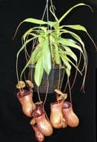 BE3757 N. ventricosa x sibuyanensis – best selected clone