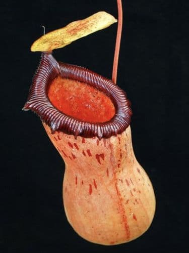 BE3757 N. ventricosa x sibuyanensis – best selected clone