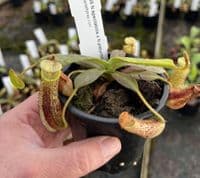 BE3760 N.spectabilis x N. platychila -  best selected clone