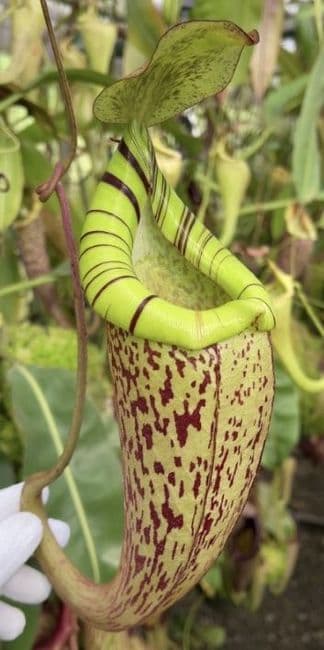 BE3760 N.spectabilis x N. platychila -  best selected clone