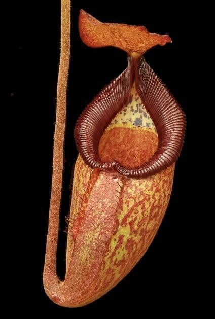 BE3762 N. petiolata x talangensis – selected clone