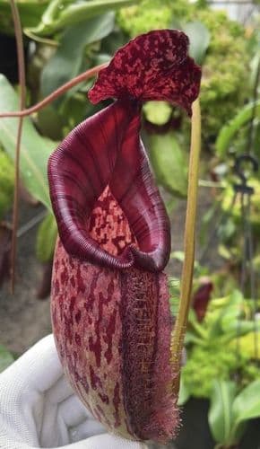 BE3764 N. burbidgeae x (maxima x talangensis) – assorted clones