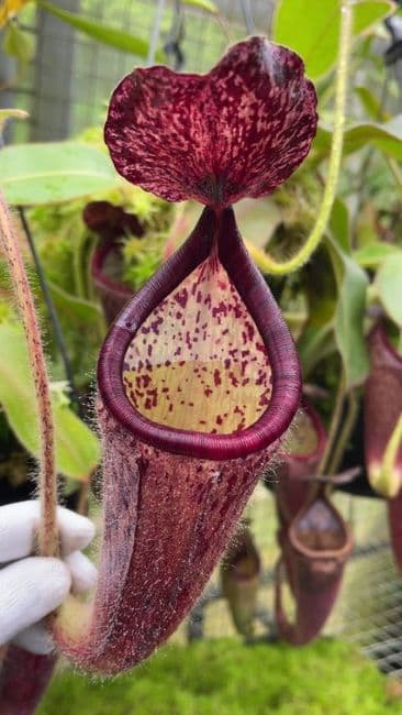 BE3766 N.glandulifera - assorted clones