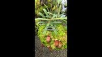 BE3770 Nepenthes barcelonae