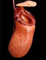 BE3770 Nepenthes barcelonae