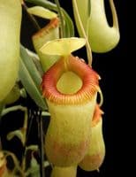BE3770 Nepenthes barcelonae