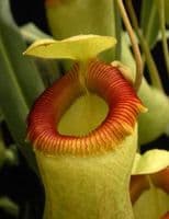 BE3770 Nepenthes barcelonae