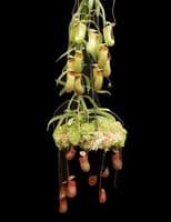 BE3770 Nepenthes barcelonae