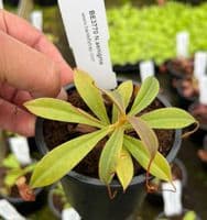BE3770 Nepenthes barcelonae