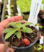 BE3770 Nepenthes barcelonae
