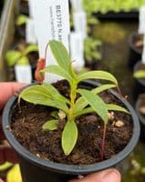 BE3770 Nepenthes barcelonae