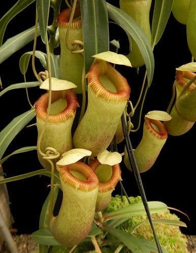 BE3770 Nepenthes barcelonae