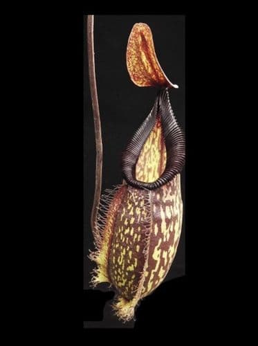 BE3777 Nepenthes (maxima x talangensis) x hamata ‘Tambusisi’-assorted clones