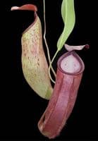 BE3780 N. talangensis x reinwardtiana – assorted clones