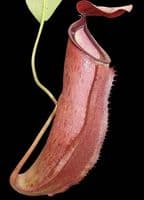 BE3780 N. talangensis x reinwardtiana – assorted clones