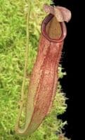 BE3780 N. talangensis x reinwardtiana – assorted clones