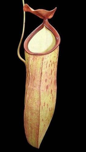 BE3780 N. talangensis x reinwardtiana – assorted clones