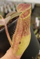 BE3786 N. maxima 'Sulawesi wavy leaf'- clone # 9