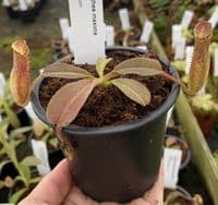 BE3786 N. maxima 'Sulawesi wavy leaf'- clone # 9
