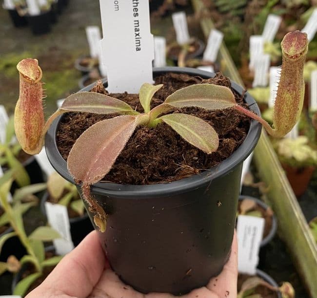 Plage ◇ コウデンシBIGウラケプルオーバー BE3786 N maxima Sulawesi wavy leaf - clone 9