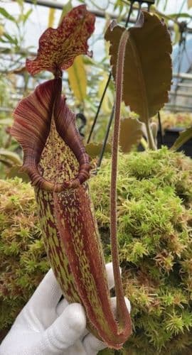 BE3786 N. maxima 'Sulawesi wavy leaf'- clone # 9