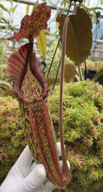 BE3786 N. maxima 'Sulawesi wavy leaf'- clone # 9