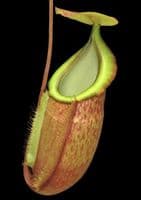 BE3790 N. spathulata x glabrata – assorted clones