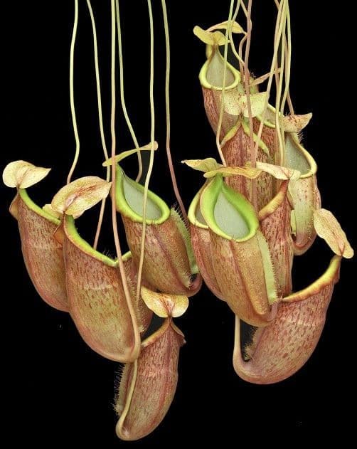 BE3790 N. spathulata x glabrata – assorted clones