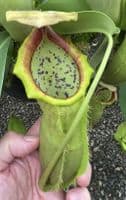 BE3796 N. spathulata x campanulata – best selected clone