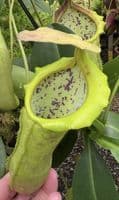 BE3796 N. spathulata x campanulata – best selected clone