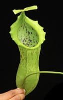 BE3796 N. spathulata x campanulata – best selected clone