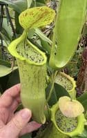 BE3796 N. spathulata x campanulata – best selected clone