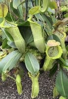 BE3796 N. spathulata x campanulata – best selected clone