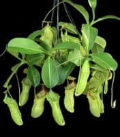 BE3796 N. spathulata x campanulata – best selected clone