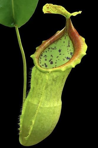 BE3796 N. spathulata x campanulata – best selected clone