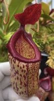 BE3823 Nepenthes ‘Mimi’ - selected cultivar