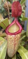BE3823 Nepenthes ‘Mimi’ - selected cultivar